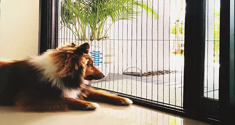 Sliding Screen Pet Door Repair in Danville, CA