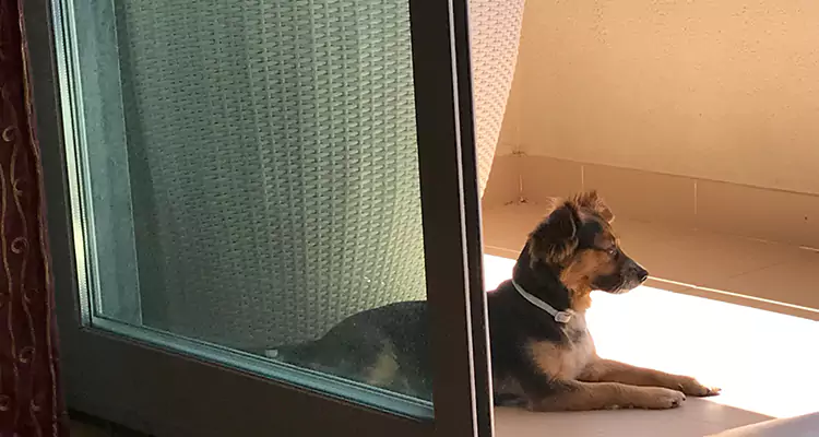 French Door Pet Screen Repair in Danville, CA
